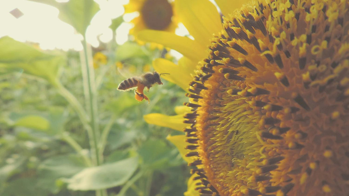 Types of Bees in India: A Firsthand Journey Into Honey, Hives, and Hidden Giants