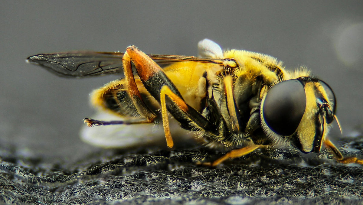 How Do Bees See? The Science Behind Bee Vision and Ultraviolet Light